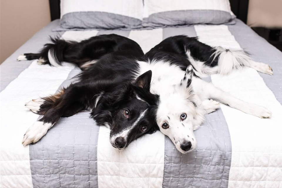 Quiz: What Kind of Pet is Actually Perfect for Your Zodiac Sign?