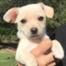 2018 Oscars Puppy Predictions