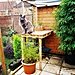 What Is a Catio?