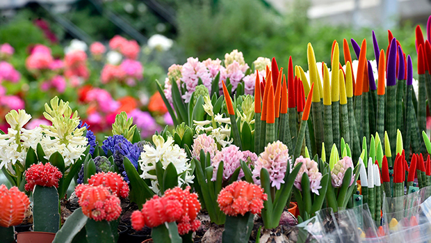 Vernal Equinox: 5 Things To Know About The First Day Of Spring